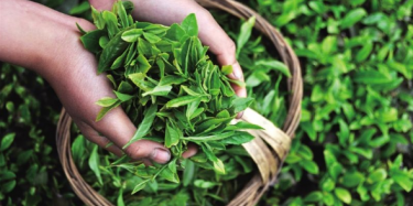第十四屆中國（深圳）國際茶產(chǎn)業(yè)博覽會暨紫砂、陶瓷、紅木、茶具用品展
